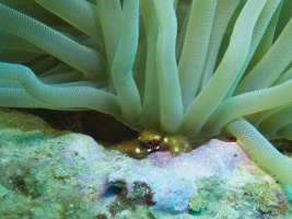 Anemone Crab IMG 7102